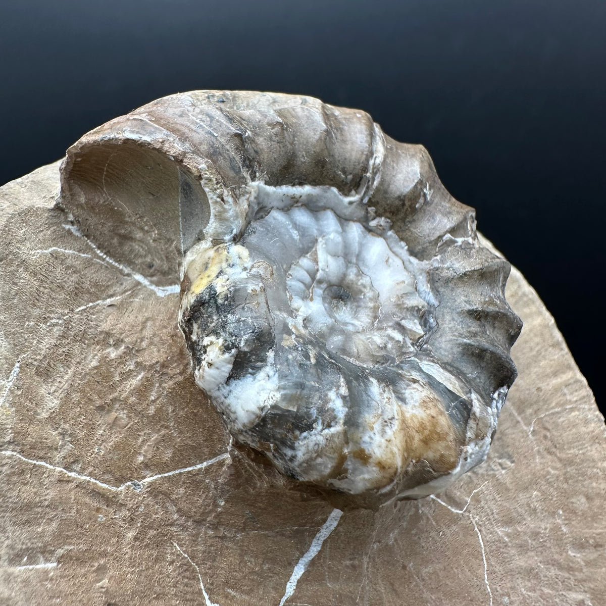 Androgynoceras maculatum ammonite fossil with stand - Whitby, North Yorkshire Jurassic Coast Yorkshire Fossils