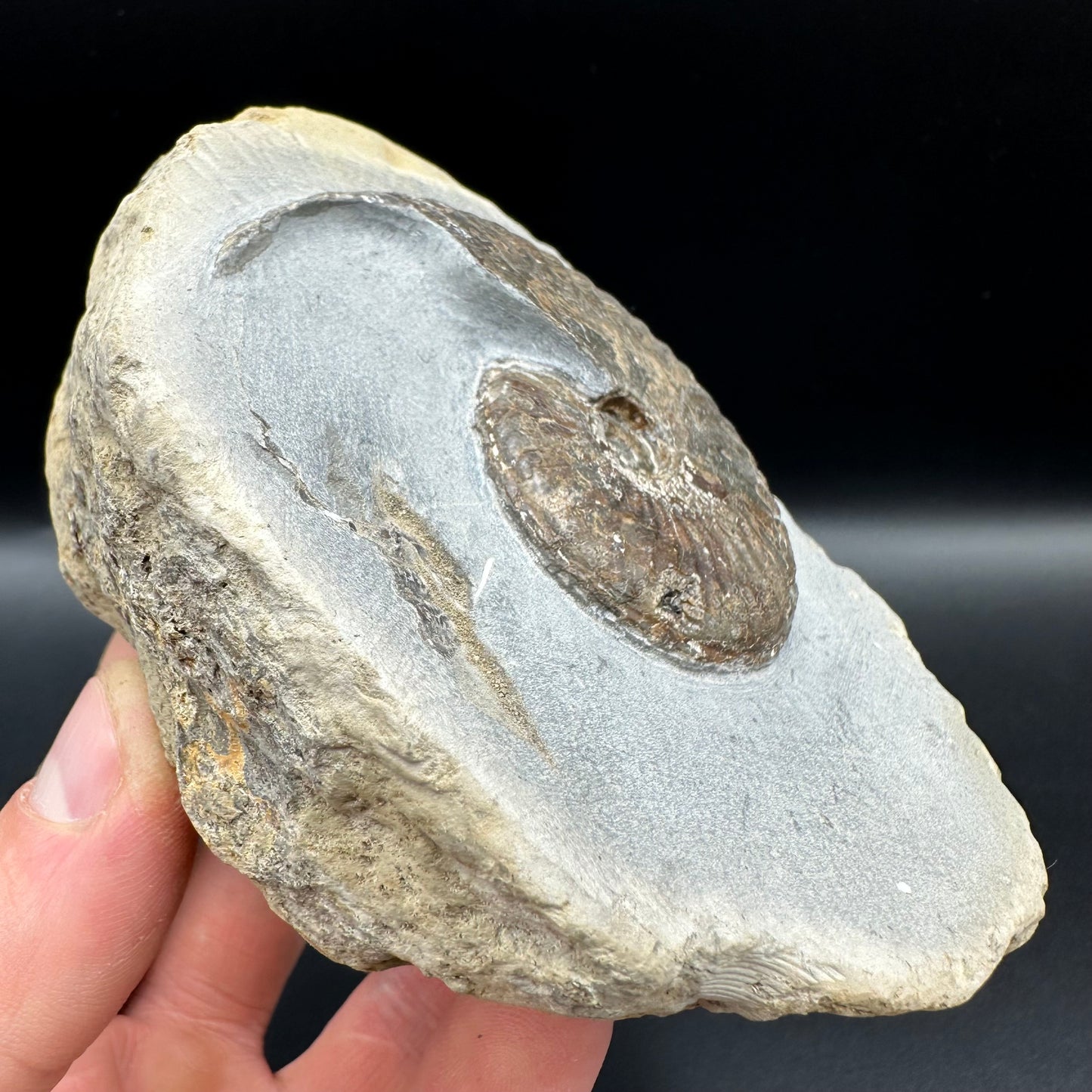 Pseudolioceras lythense Ammonite fossil with box and stand - Whitby, North Yorkshire, Yorkshire Fossils on the Jurassic Coast