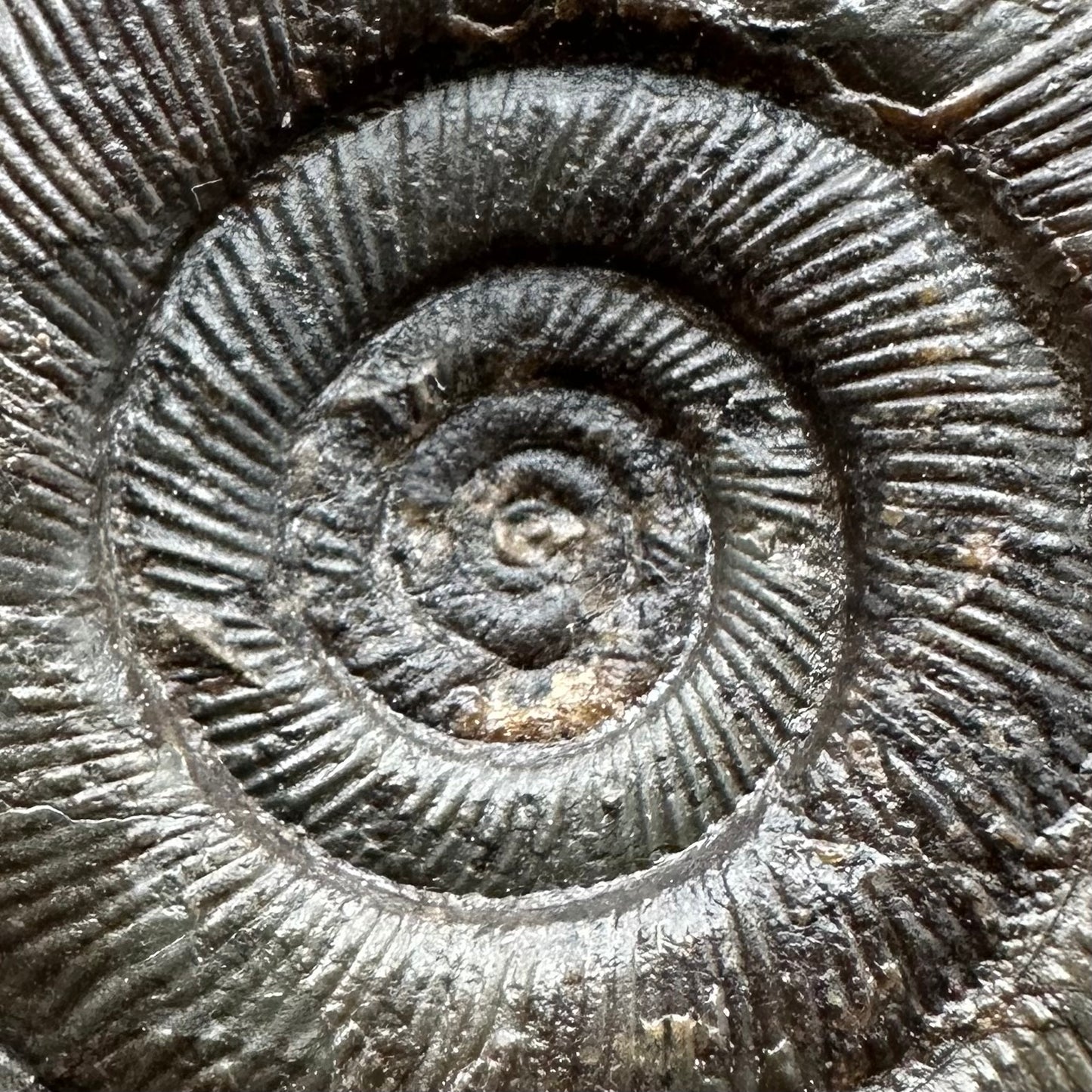 Dactylioceras semicelatum Ammonite fossil with stand - Whitby, North Yorkshire Jurassic Coast Yorkshire Fossils