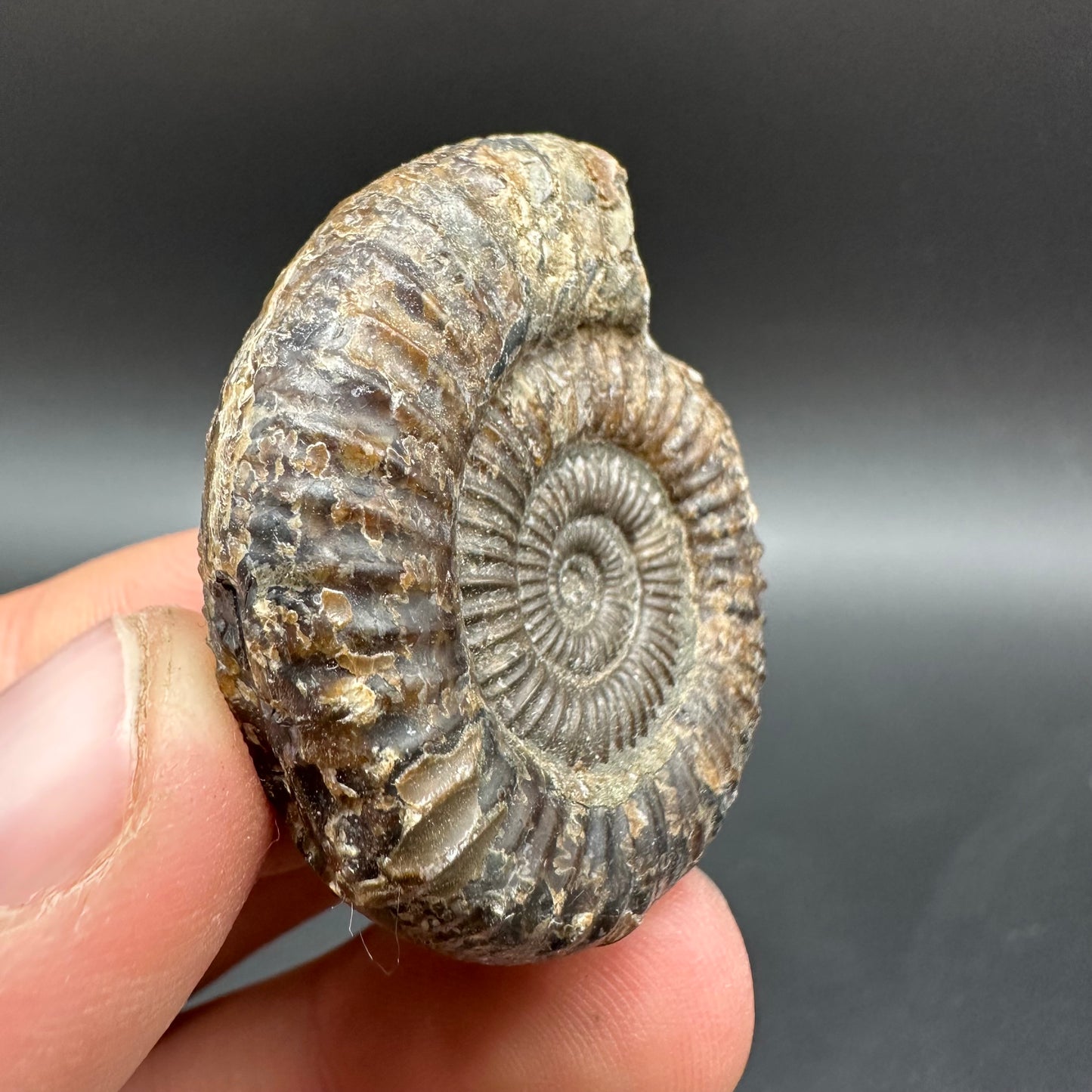 Dactylioceras Ammonite Fossil With Box And Stand - Whitby, North Yorkshire Jurassic Coast Yorkshire Fossils