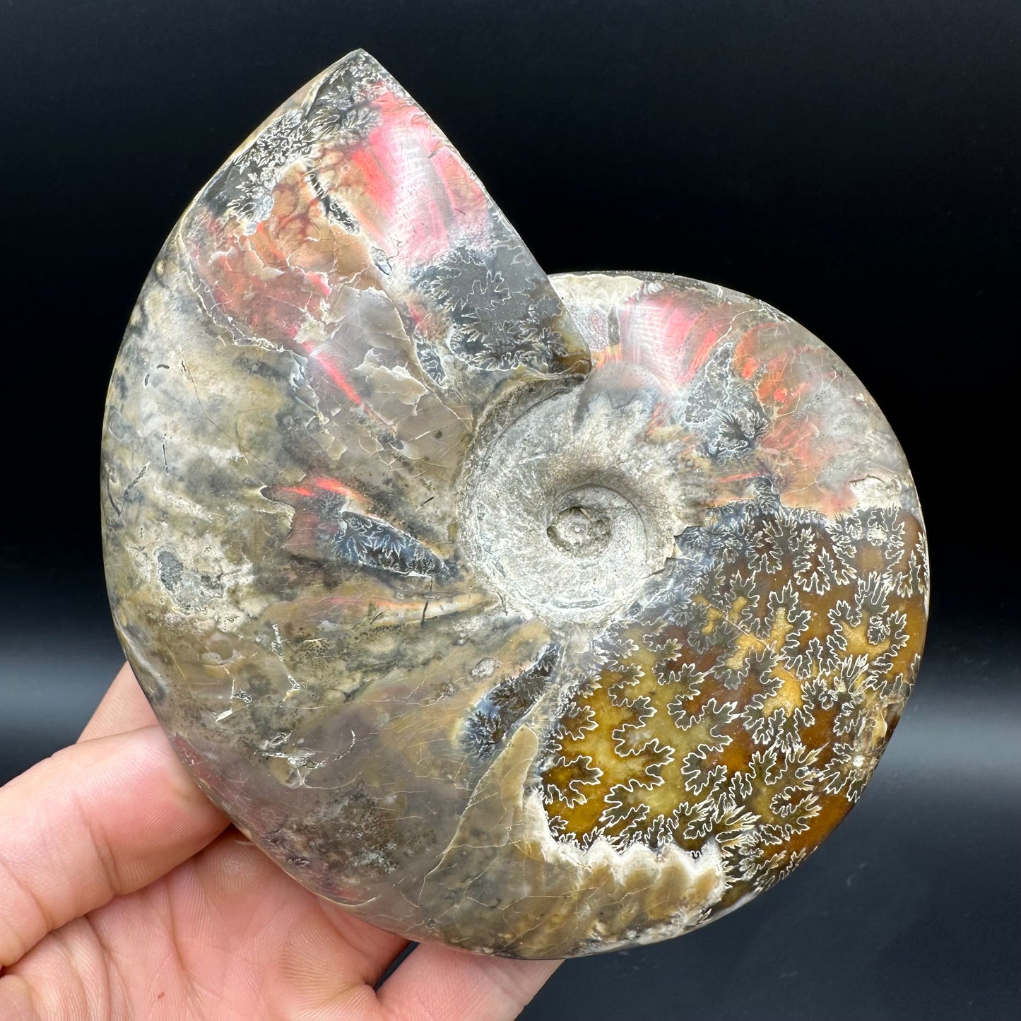 Cleoniceras Ammonite Fossil With Stand - Cretaceous Ammonite Madagascar