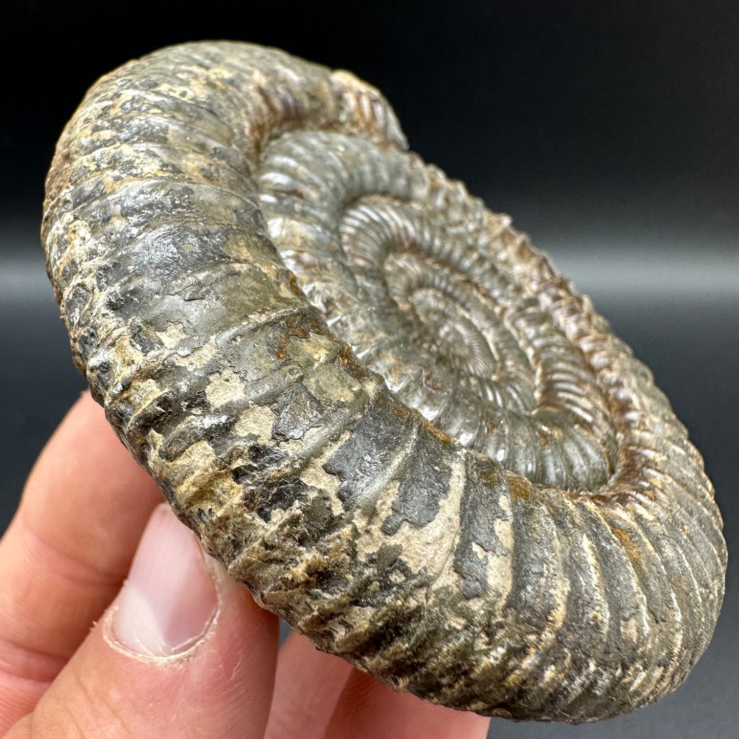 Dactylioceras Ammonite Fossil With Box And Stand - Whitby, North Yorkshire Jurassic Coast Yorkshire Fossils