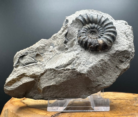 Androgynoceras maculatum ammonite fossil with box and stand - Whitby, North Yorkshire Jurassic Coast Yorkshire Fossils