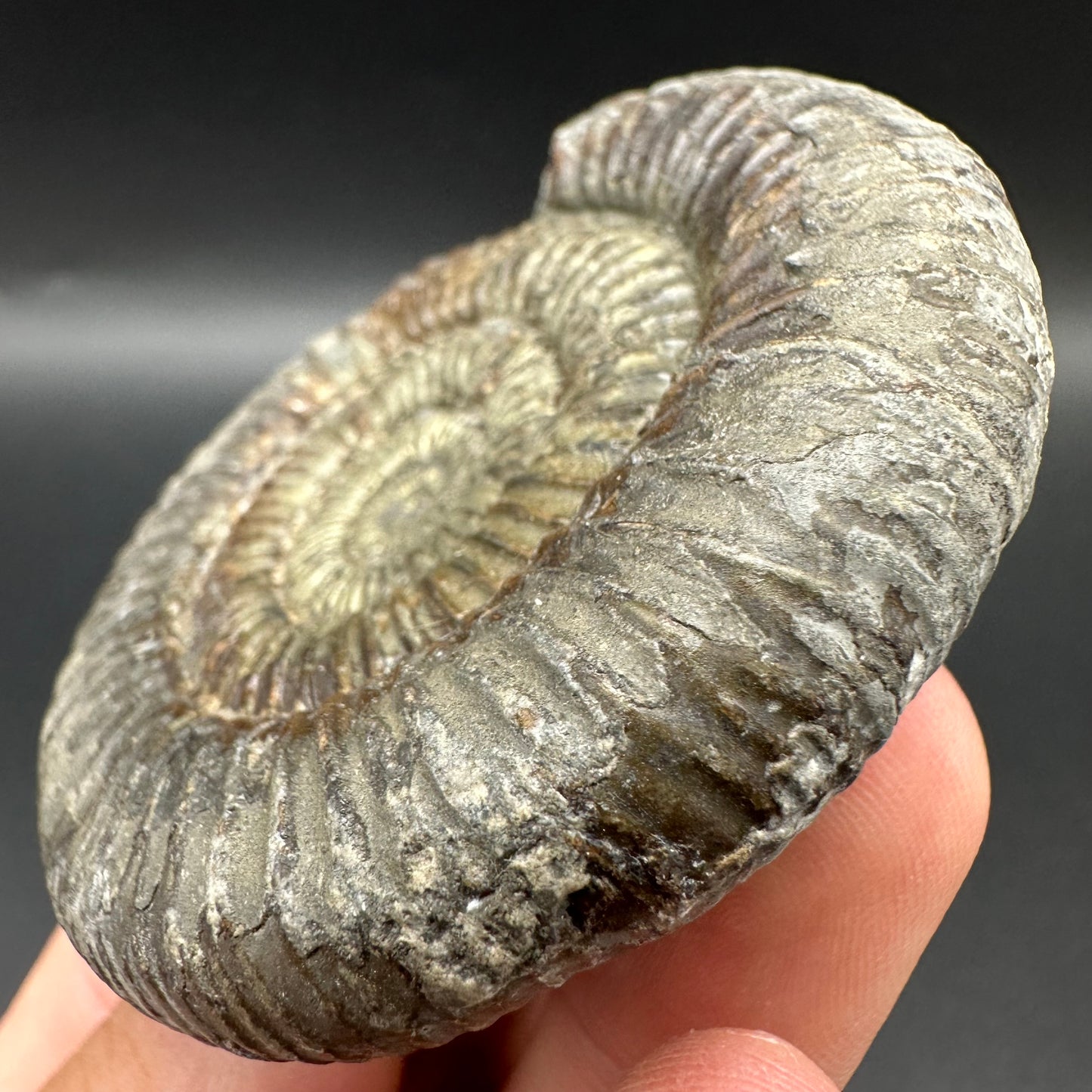 Golden Dactylioceras Ammonite Fossil With Box And Stand - Whitby, North Yorkshire Jurassic Coast Yorkshire Fossils