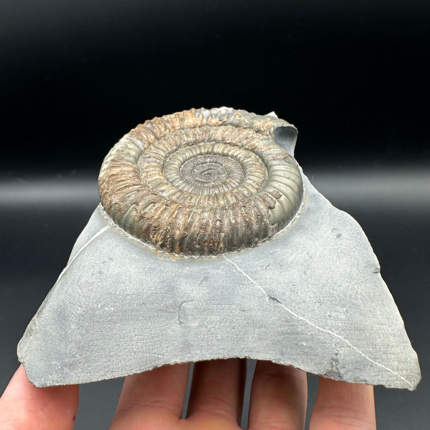 Dactylioceras Ammonite Fossil - Whitby, North Yorkshire Jurassic Coast Yorkshire Fossils