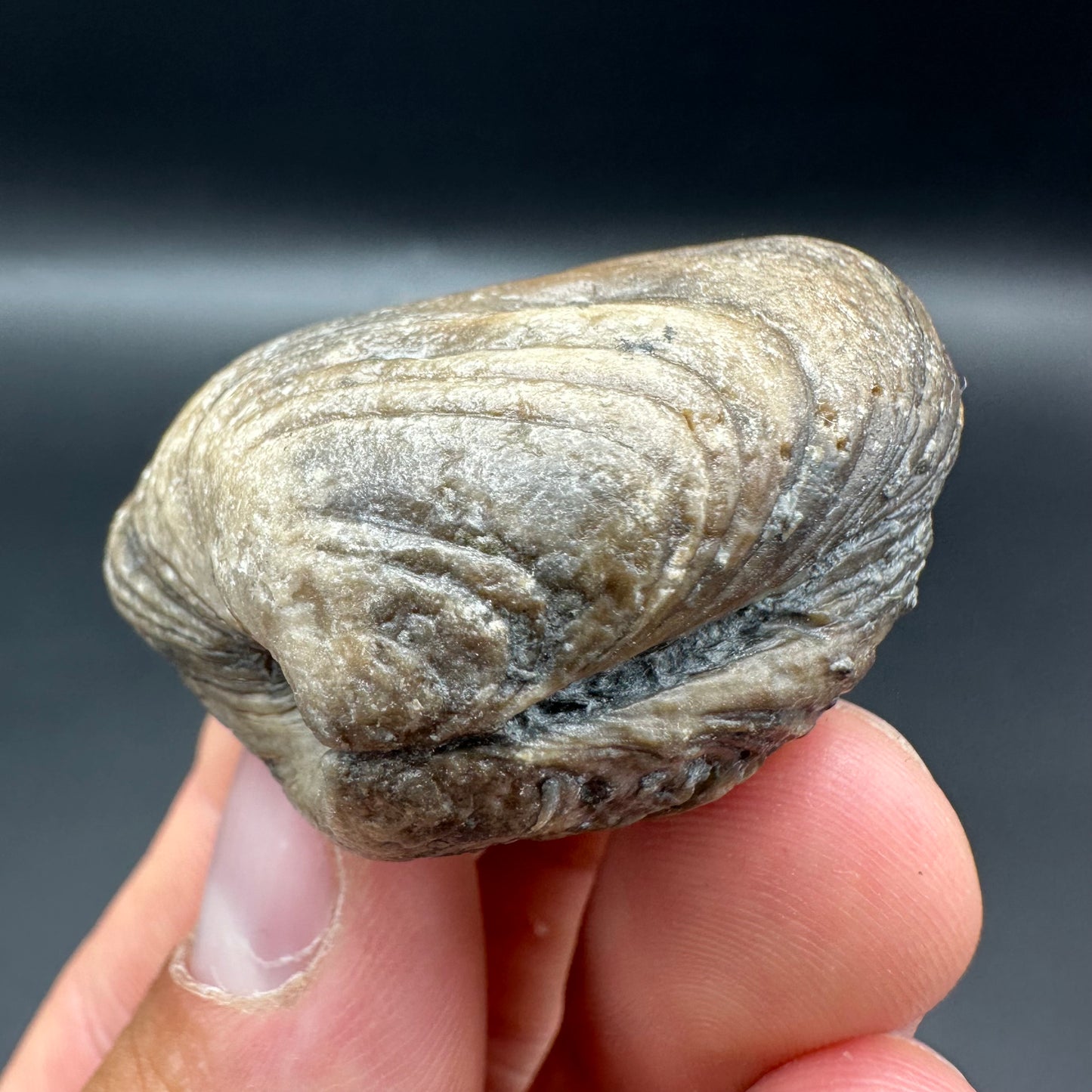 Shell fossil with tin and stand - Whitby, North Yorkshire, Jurassic Coast, Yorkshire Fossils