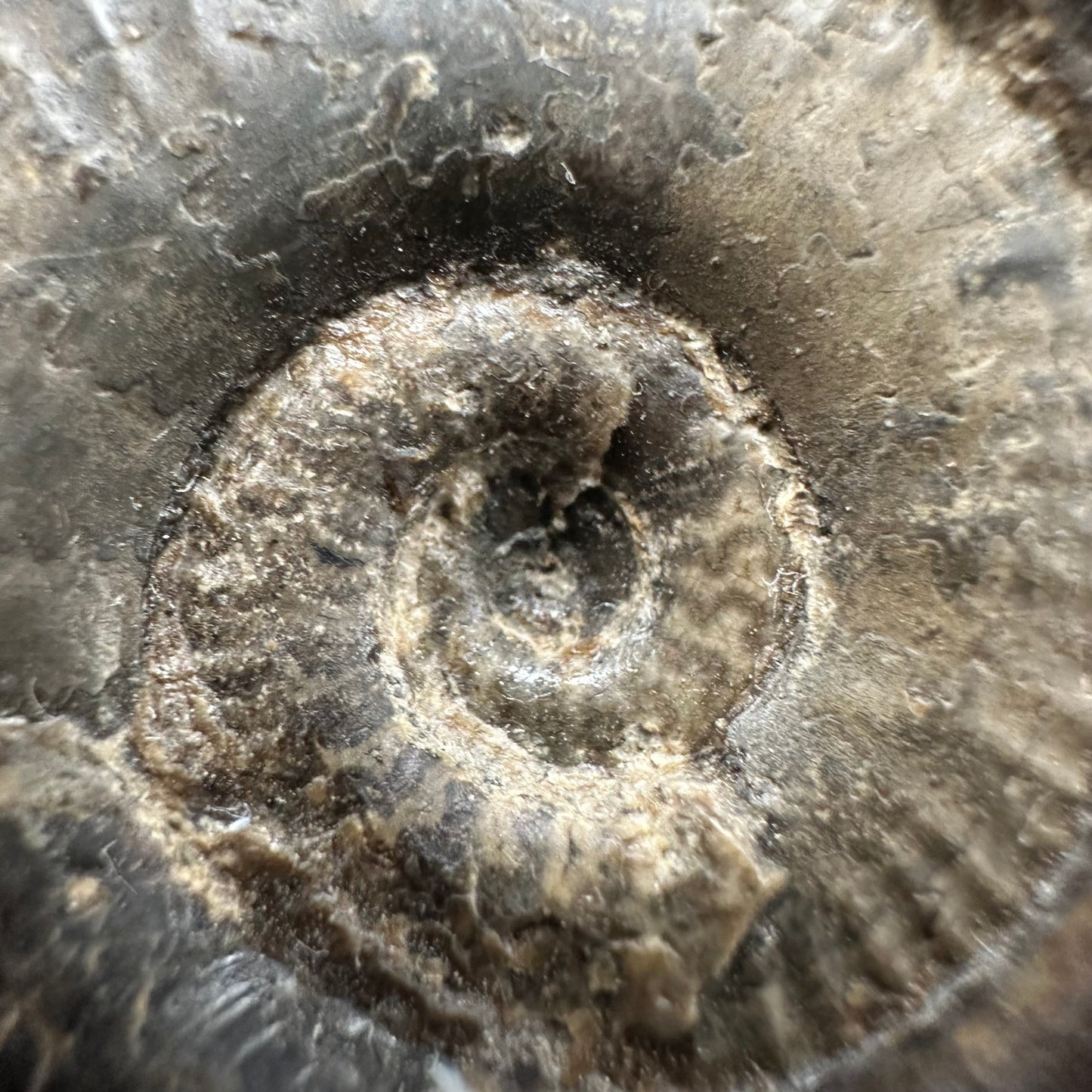 Grammoceras thoaurense Ammonite shell fossil with box and stand - Whitby, North Yorkshire, Yorkshire Fossils from the Jurassic Coast