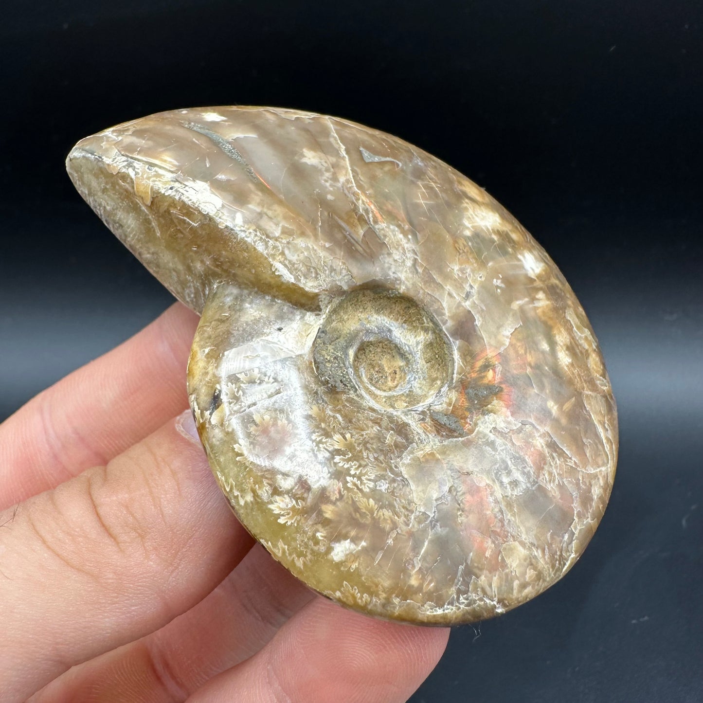 Cleoniceras Ammonite Fossil With Box And Stand - Cretaceous Ammonite Madagascar