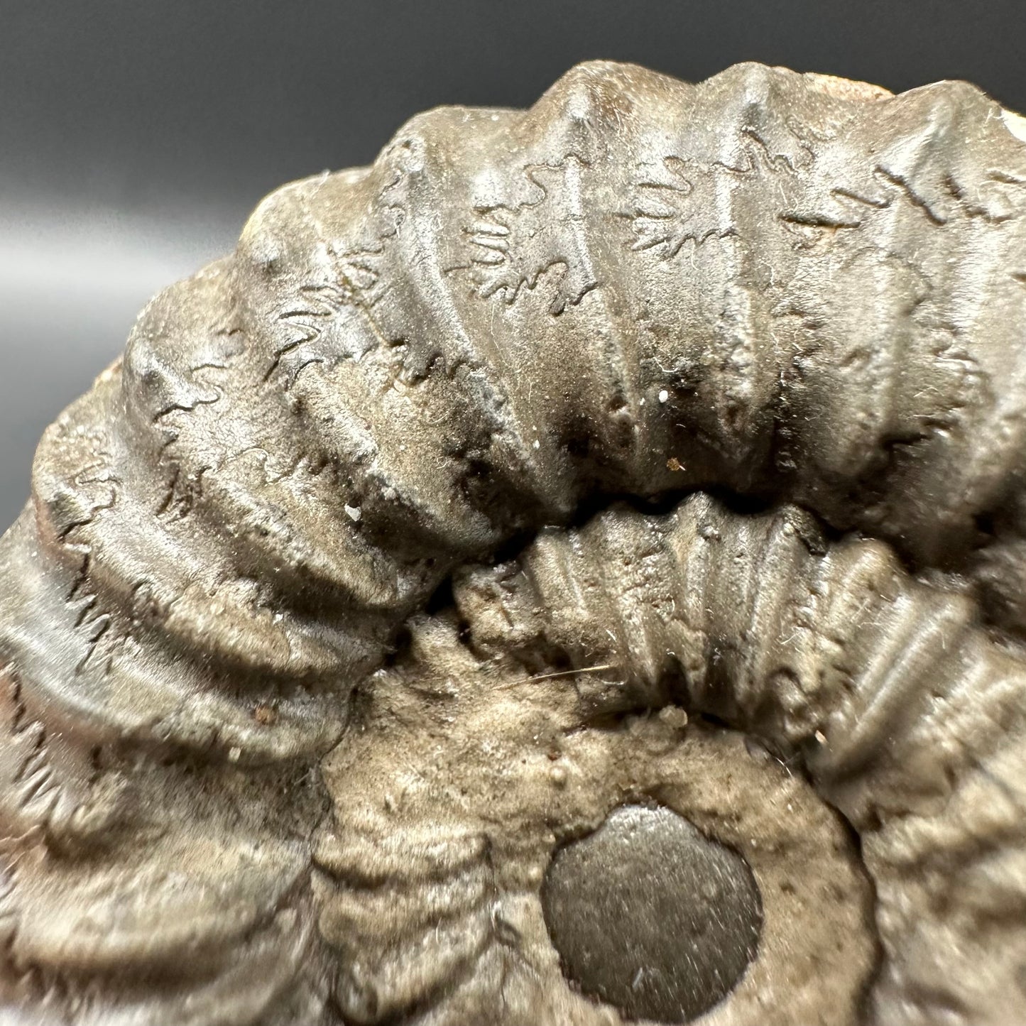 Pleuroceras hawskerense Ammonite fossil with box and stand - Whitby, North Yorkshire Jurassic Coast, Yorkshire fossils