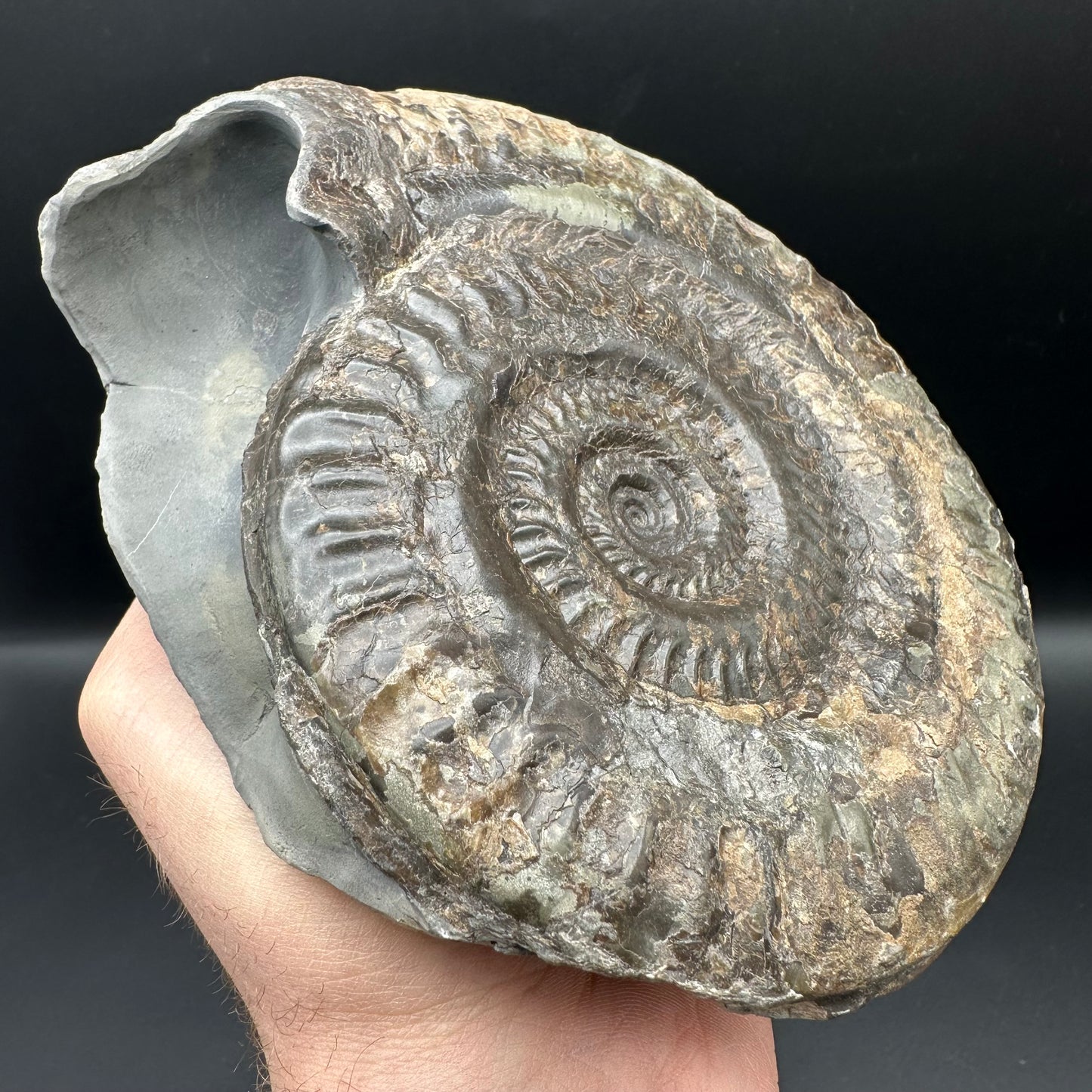 Hildoceras lusitanicum Ammonite fossil - Whitby, North Yorkshire, Jurassic Coast, Yorkshire Fossils from the Jurassic Coast