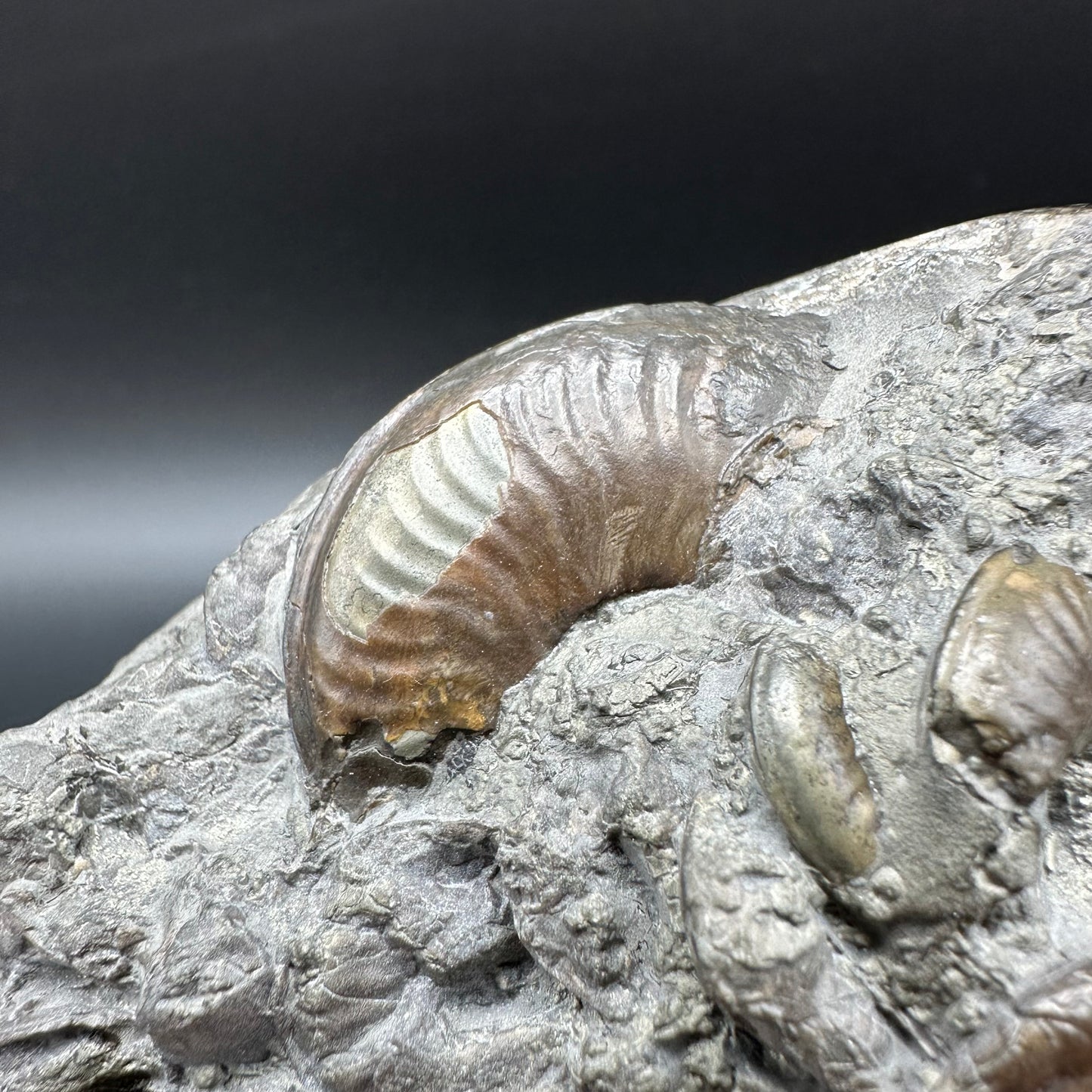 Golden Egg (GENUINE) Ammonite Fossil With Stand - Whitby, North Yorkshire Jurassic Coast Yorkshire Fossils