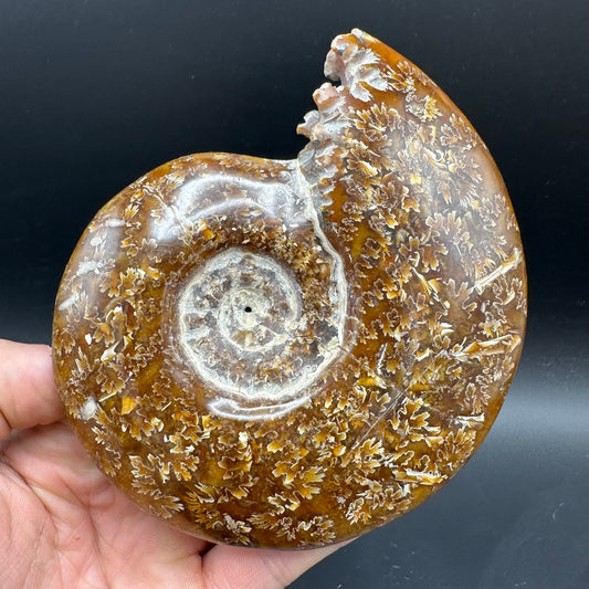 Cleoniceras Ammonite Fossil With Box And Stand - Cretaceous Ammonite Madagascar