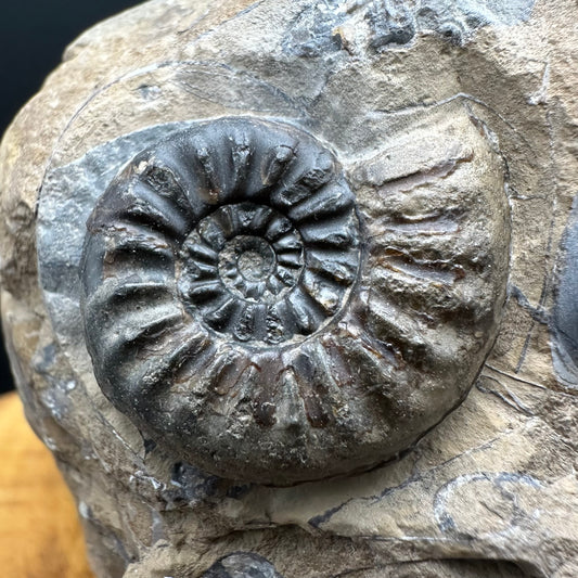 Amaltheus subnodosus Ammonite fossil with stand - Whitby, North Yorkshire Jurassic Coast Yorkshire Fossils
