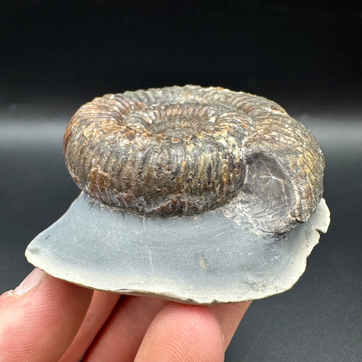 Catacoeloceras Sp. ammonite fossil with box and stand- Whitby, North Yorkshire Jurassic Coast Yorkshire Fossils
