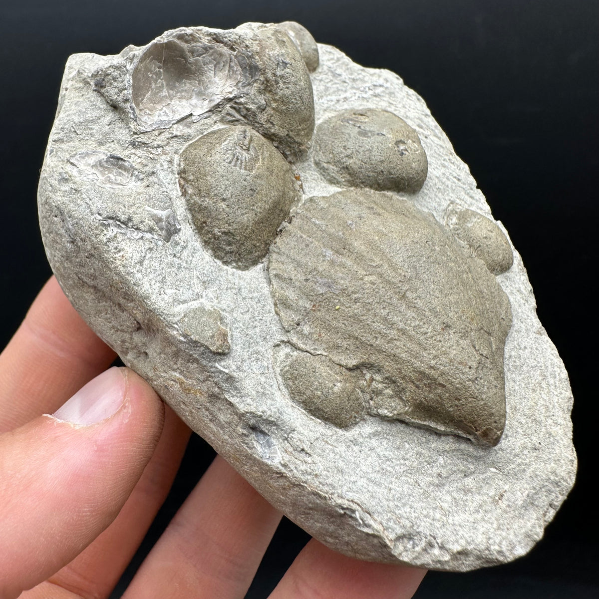 Shell fossil with stand - Whitby, North Yorkshire, Jurassic Coast, Yorkshire Fossils