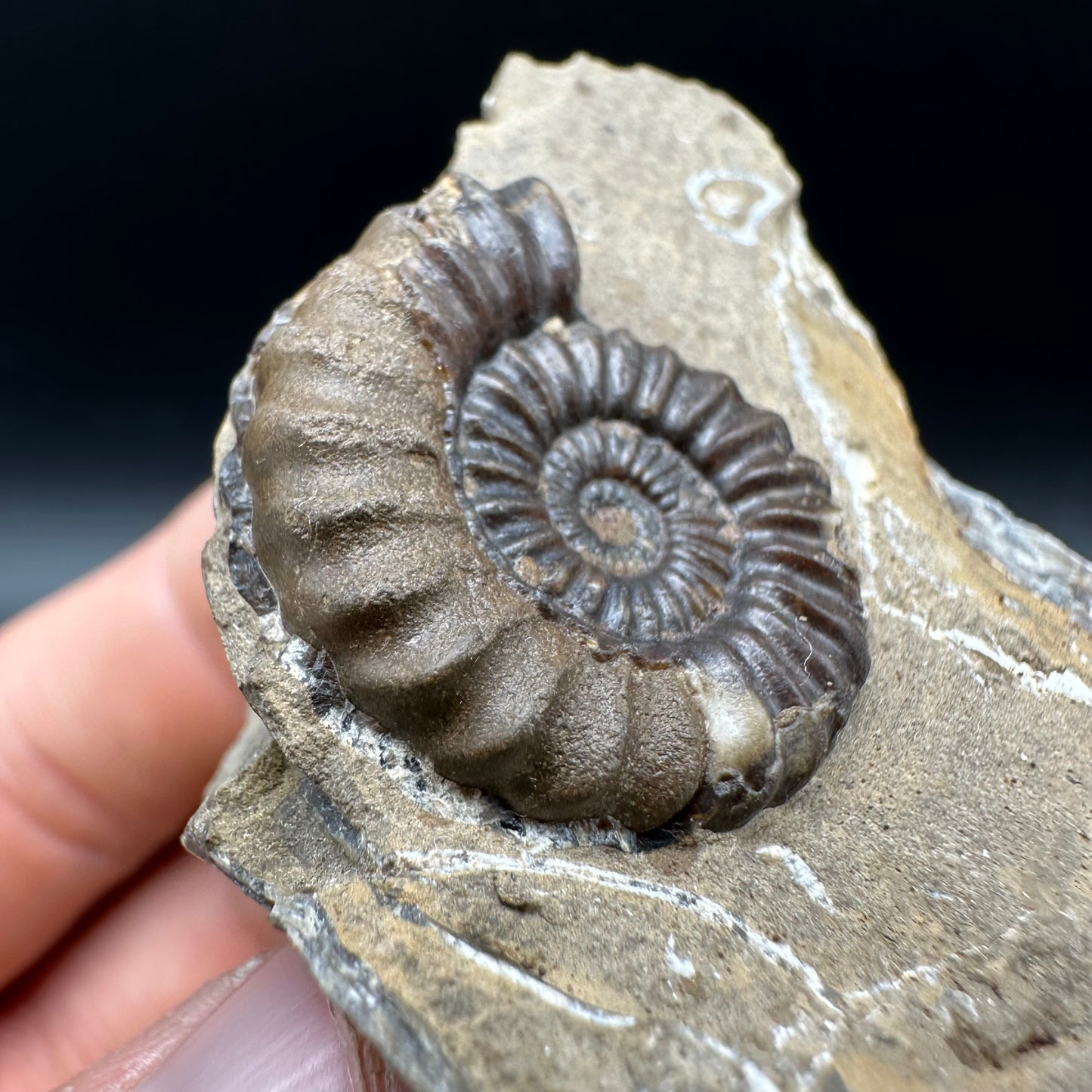Androgynoceras capricornus Ammonite Fossil With Box And Stand - Whitby, North Yorkshire Jurassic Coast Yorkshire Fossils