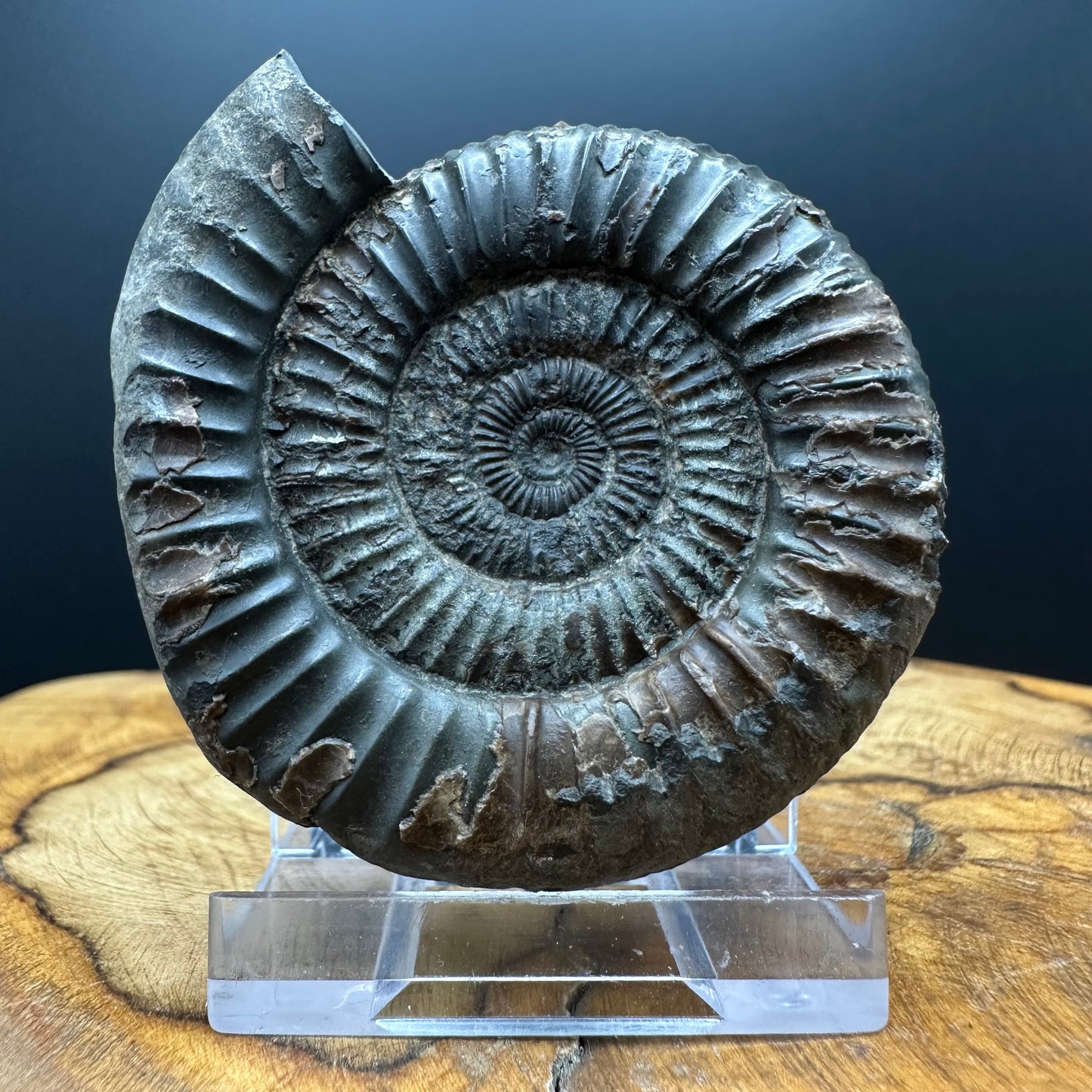 Dactylioceras Ammonite Fossil With box and Stand - Whitby, North Yorkshire Jurassic Coast Yorkshire Fossils