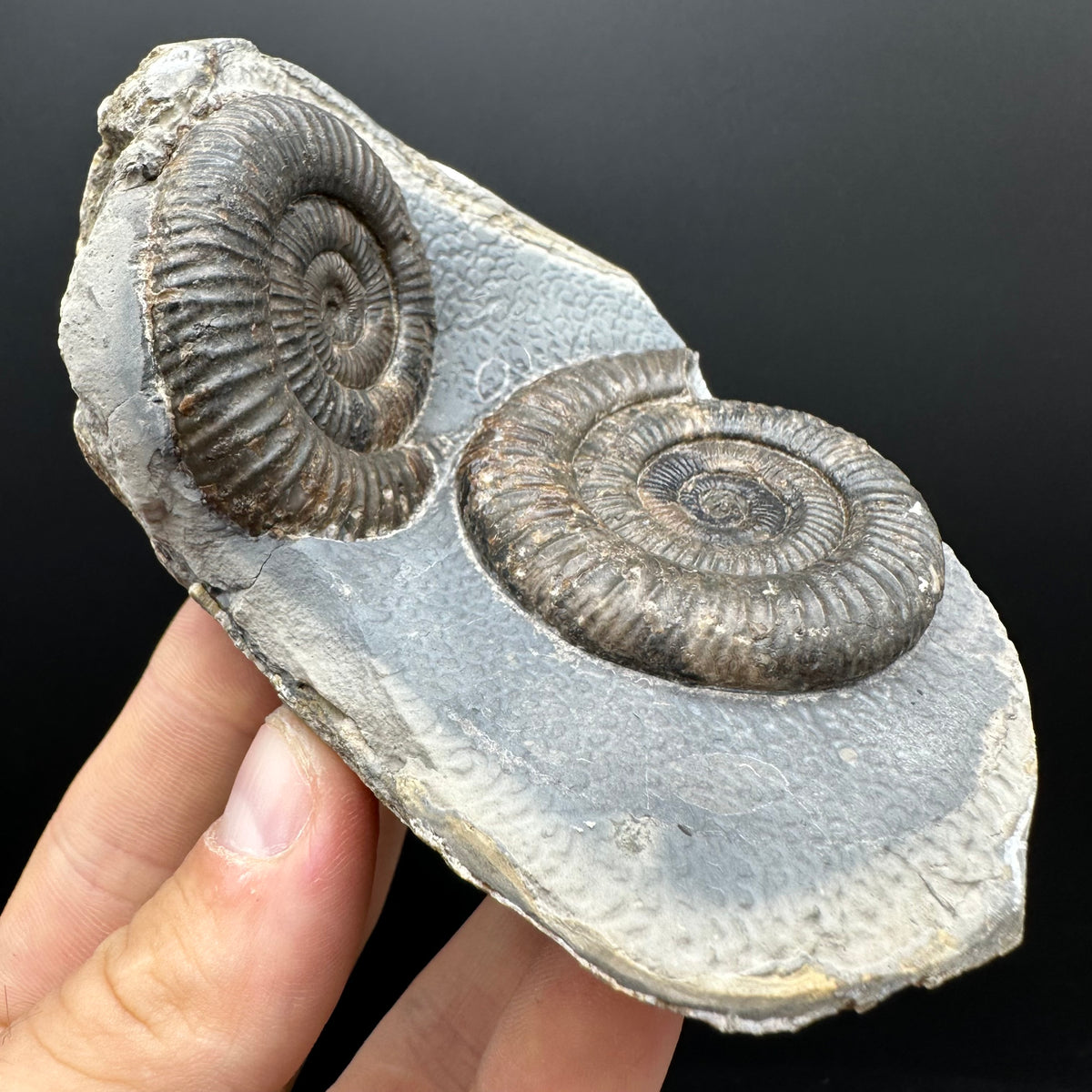 Dactylioceras Ammonite Fossil With Stand - Whitby, North Yorkshire Jurassic Coast Yorkshire Fossils