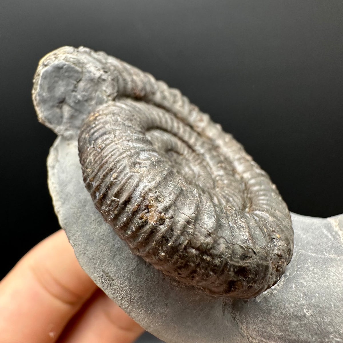 Dactylioceras Ammonite Fossil With Stand - Whitby, North Yorkshire Jurassic Coast Yorkshire Fossils