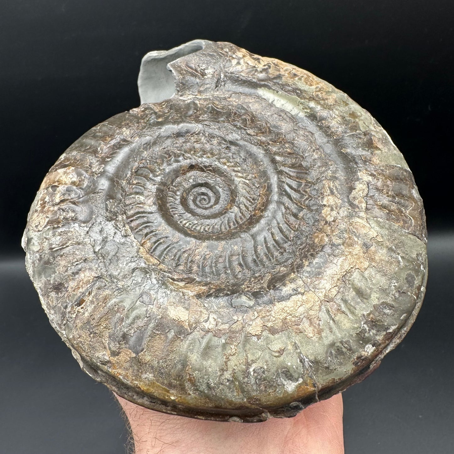 Hildoceras lusitanicum Ammonite fossil - Whitby, North Yorkshire, Jurassic Coast, Yorkshire Fossils from the Jurassic Coast