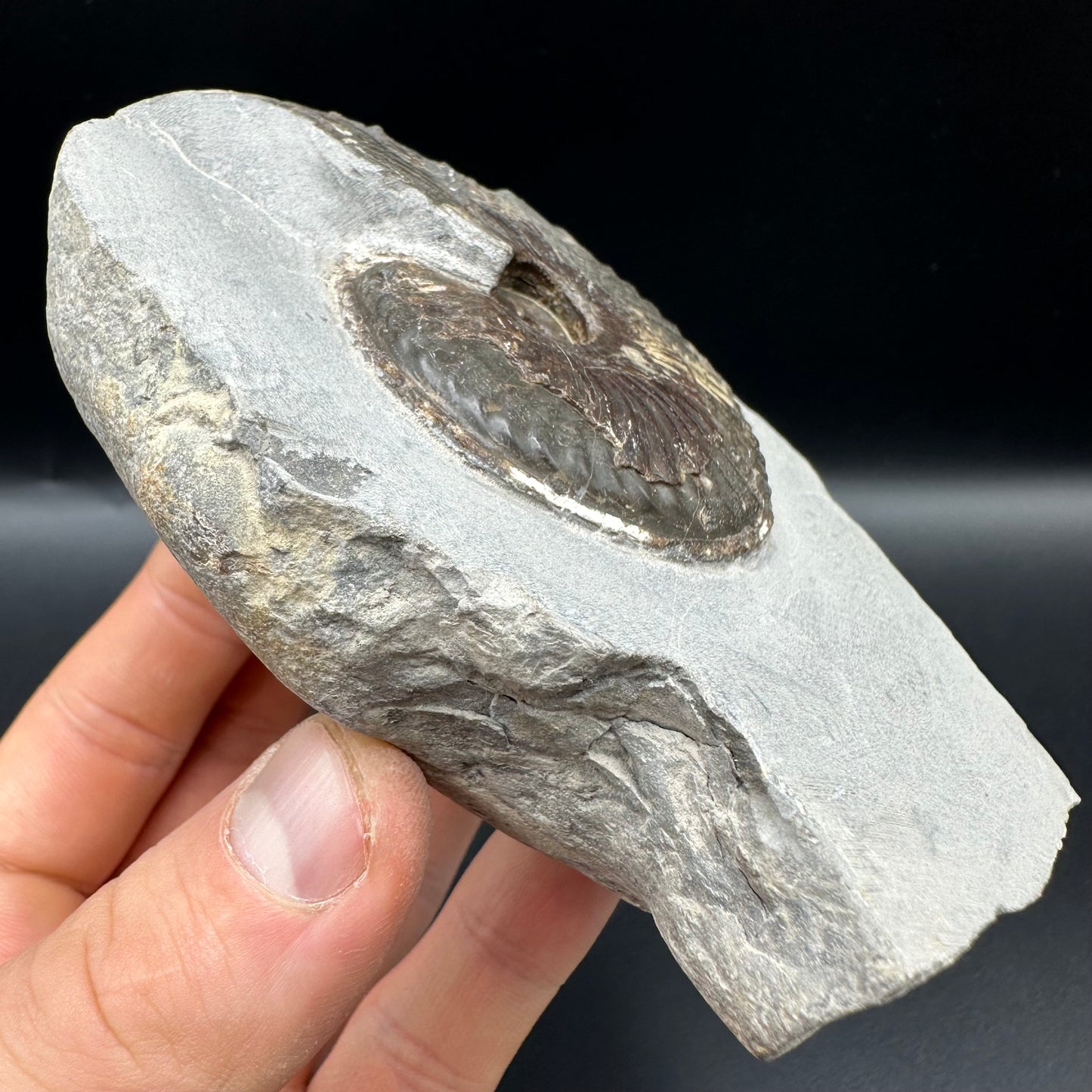 Pseudolioceras lythense Ammonite fossil with box and stand - Whitby, North Yorkshire, Yorkshire Fossils on the Jurassic Coast