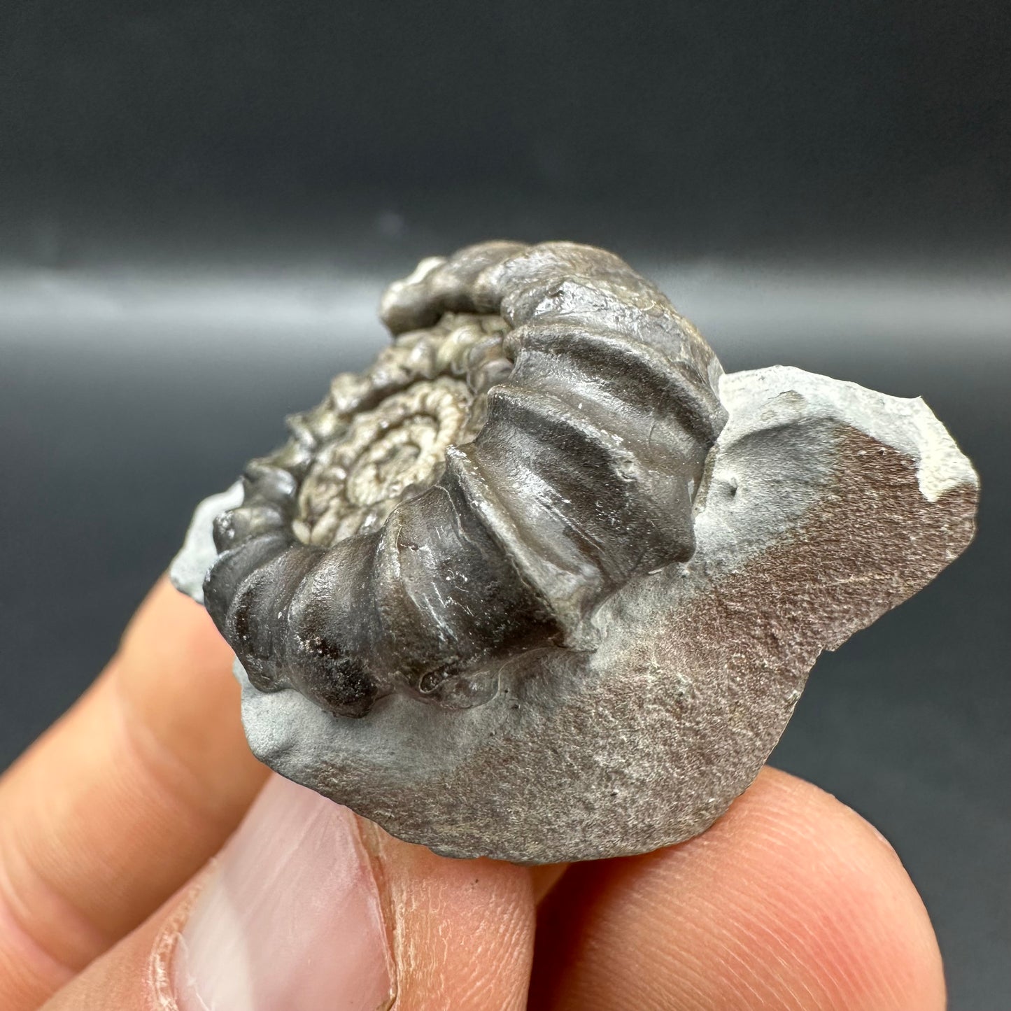 Gagaticeras Ammonite fossil with box and stand - Whitby, North Yorkshire Jurassic Coast Yorkshire Fossils