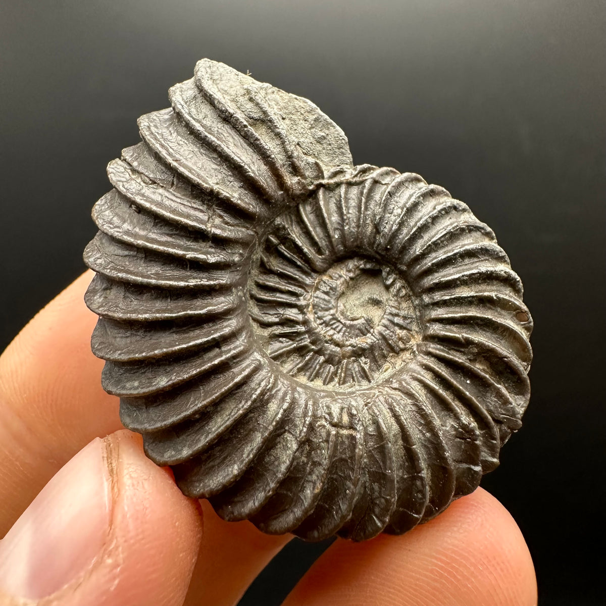 Schlothemia sp. ammonite fossil with box and stand - Whitby, North Yorkshire Jurassic Coast, Yorkshire fossils