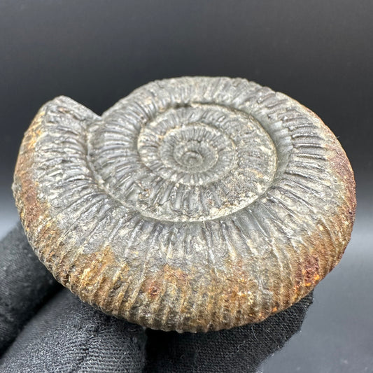 Catacoeloceras Sp. ammonite fossil with box and stand- Whitby, North Yorkshire Jurassic Coast Yorkshire Fossils