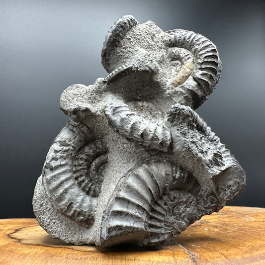 Arnioceras ammonite shell fossil with box and stand - Whitby, North Yorkshire Jurassic Coast Yorkshire Fossils