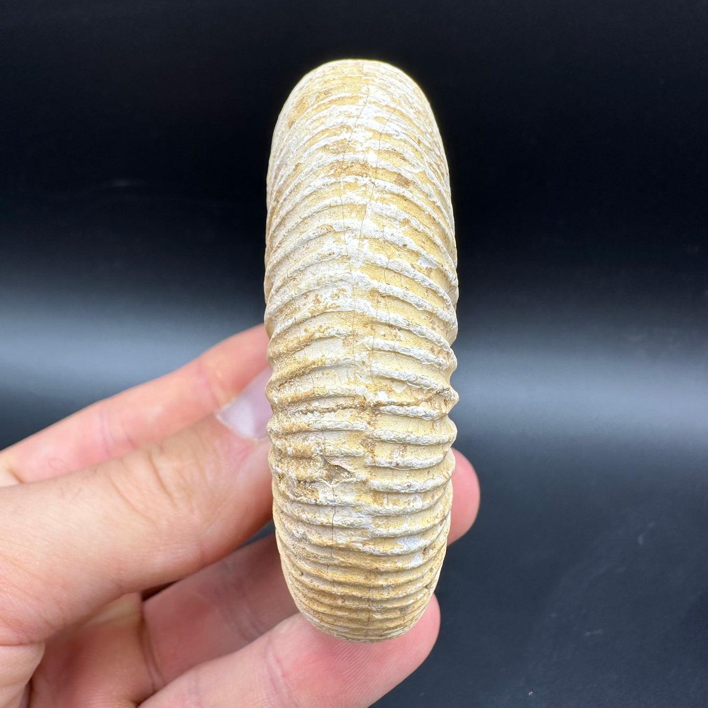 Dichotomosphinctes Ammonite Fossil With Box And Stand - Middle Jurassic Ammonite Madagascar