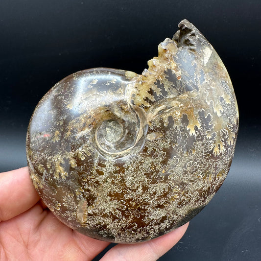 Cleoniceras Ammonite Fossil With Box And Stand - Cretaceous Ammonite Madagascar