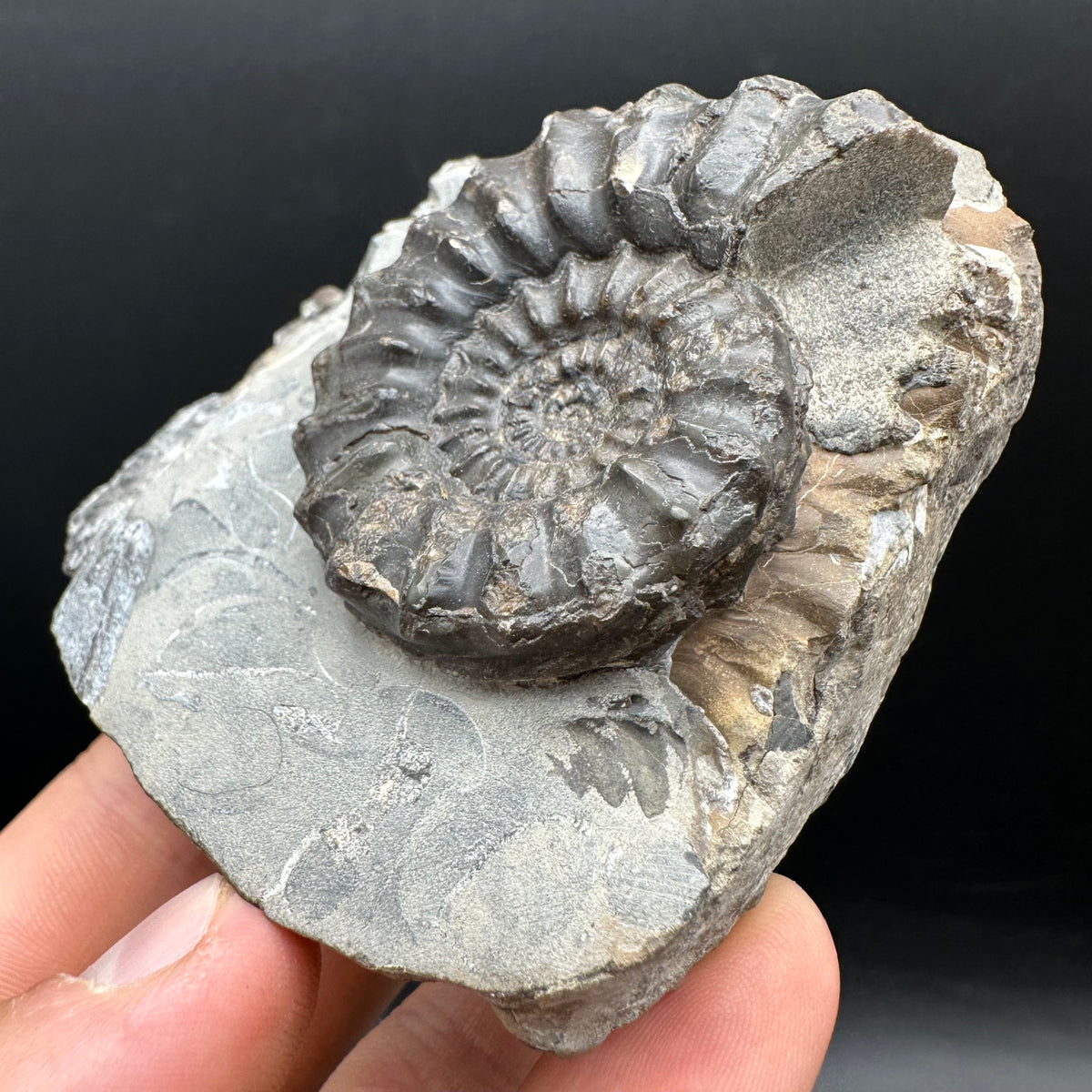Pleuroceras paucicostatum ammonite fossil with box and stand - Whitby, North Yorkshire Jurassic Coast Yorkshire Fossils