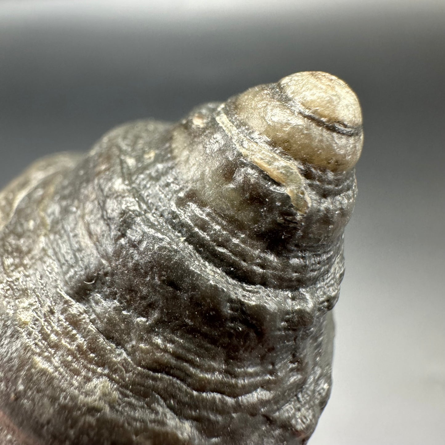 Gastropod Fossil Shell - Whitby, North Yorkshire, Jurassic Coast, Yorkshire Fossils