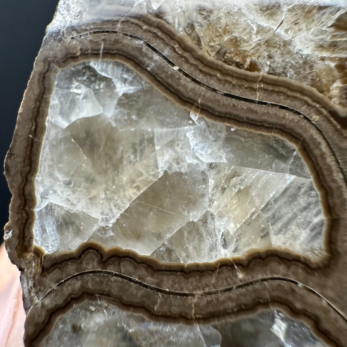 Hildoceras Bifrons Ammonite fossil with stand - Whitby, North Yorkshire Jurassic Coast, Yorkshire Fossils from the Jurassic Coast