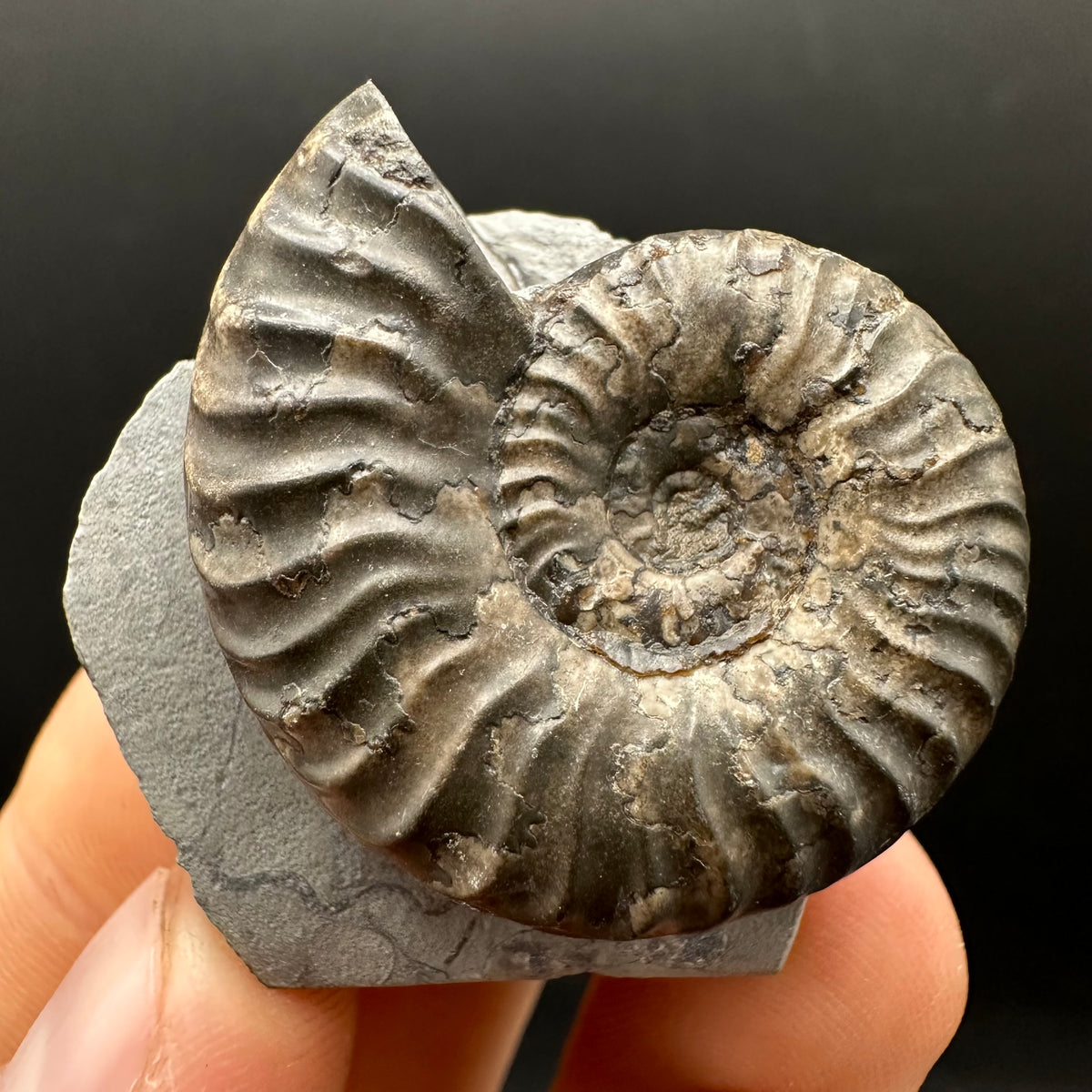 Grammoceras thoaurense Ammonite shell fossil with box and stand - Whitby, North Yorkshire, Yorkshire Fossils from the Jurassic Coast