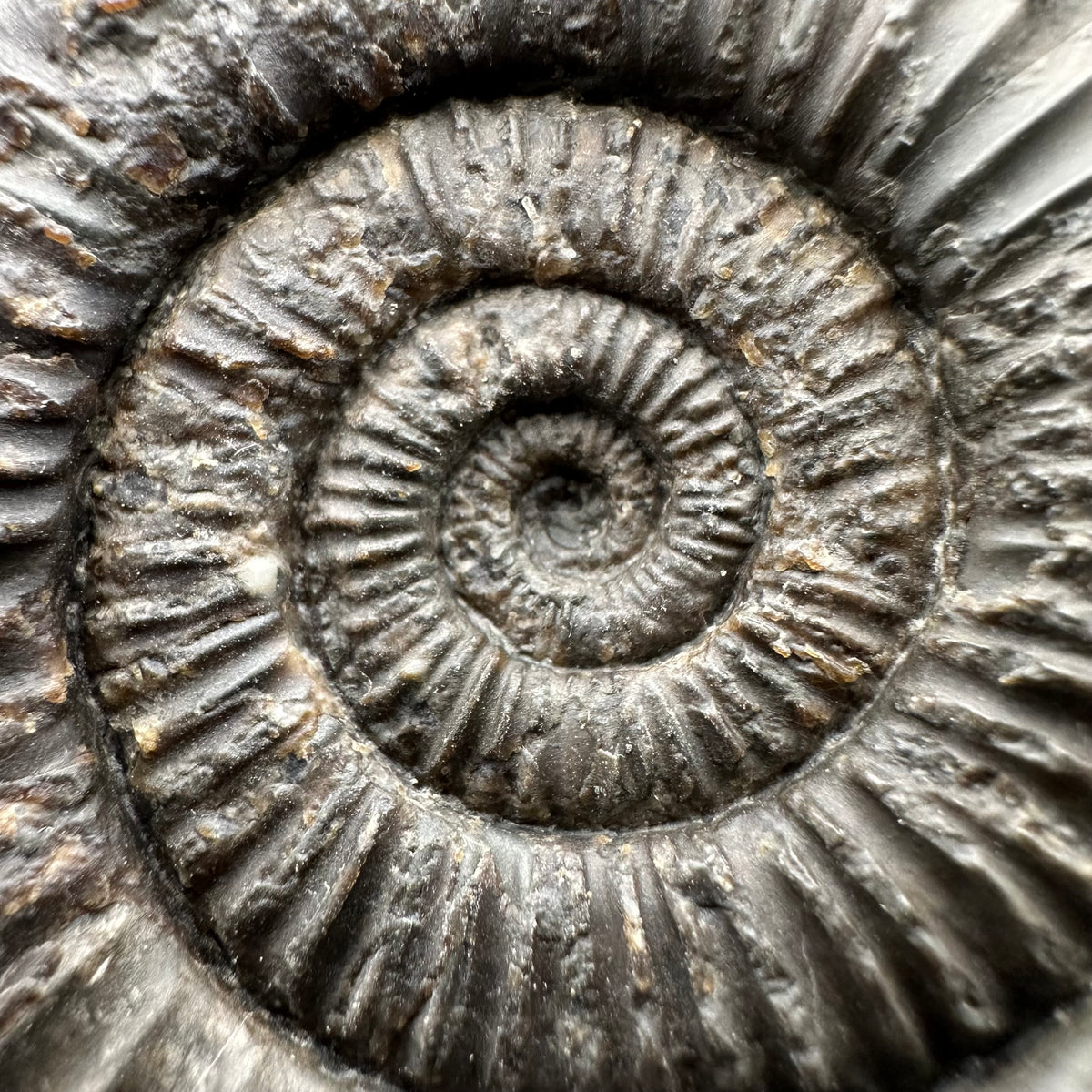 Dactylioceras Ammonite Fossil With box and Stand - Whitby, North Yorkshire Jurassic Coast Yorkshire Fossils