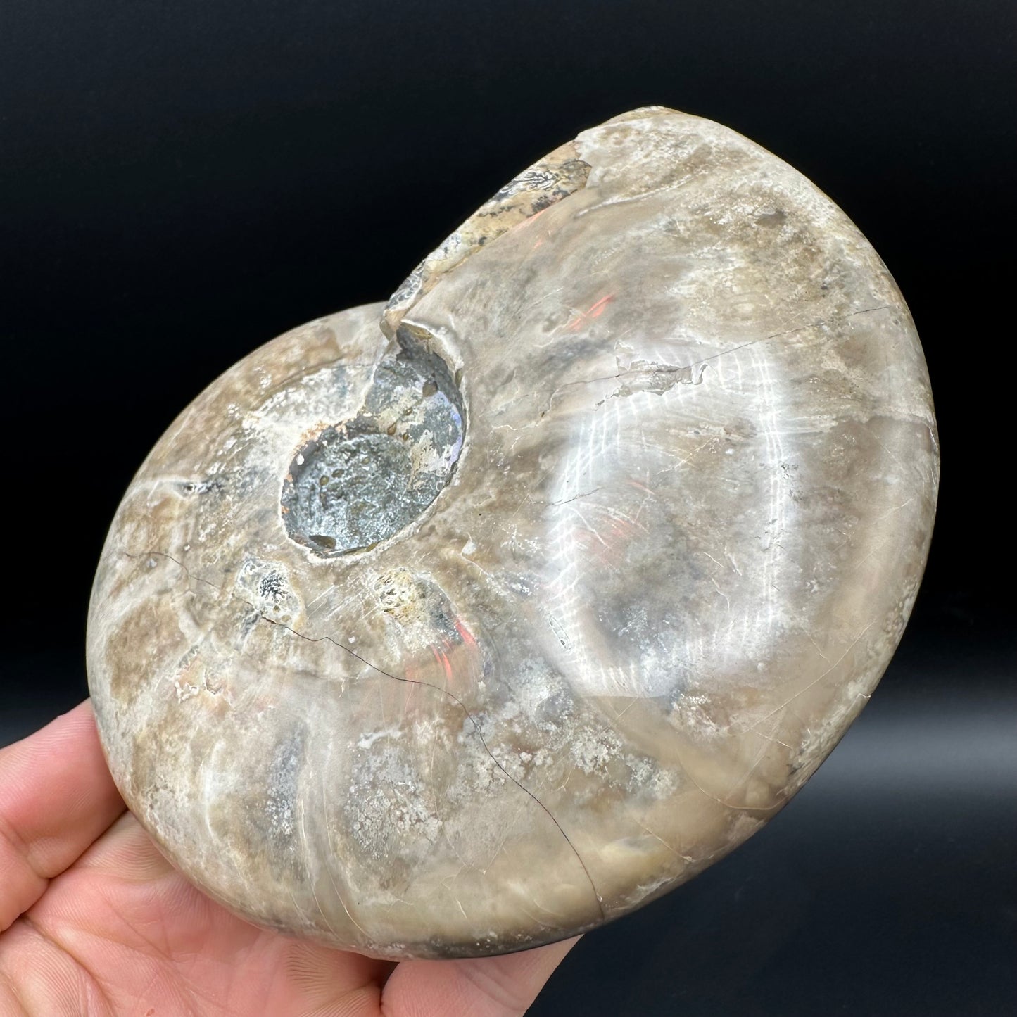 Cleoniceras Ammonite Fossil With Stand - Cretaceous Ammonite Madagascar