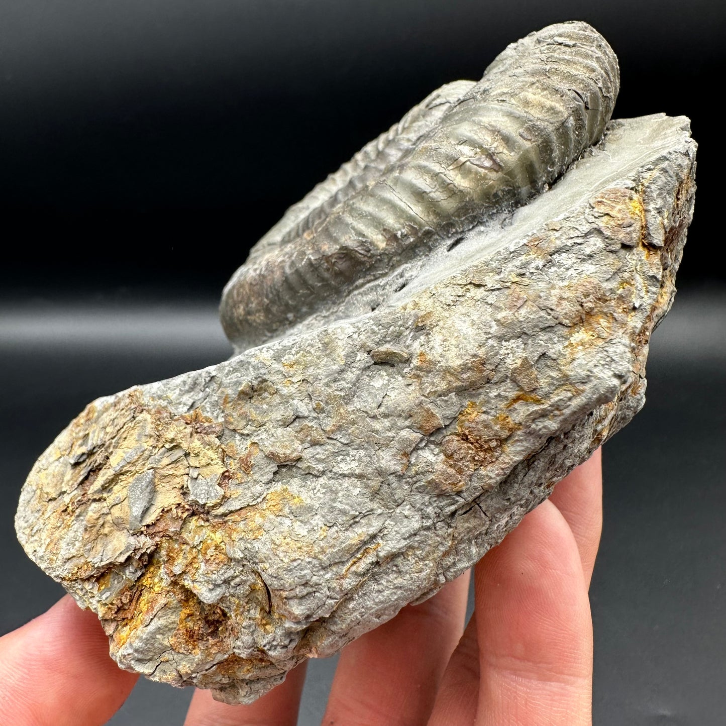 Catacoeloceras Sp. ammonite fossil - Whitby, North Yorkshire Jurassic Coast Yorkshire Fossils