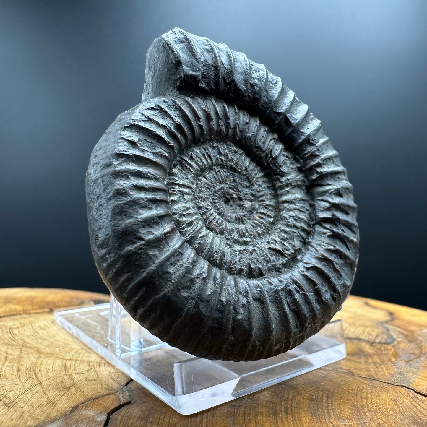 Dactylioceras Ammonite Fossil With box and Stand - Whitby, North Yorkshire Jurassic Coast Yorkshire Fossils