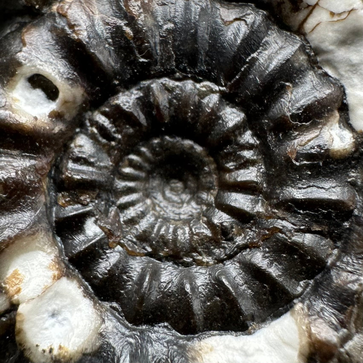 Androgynoceras maculatum ammonite fossil with stand - Whitby, North Yorkshire Jurassic Coast Yorkshire Fossils
