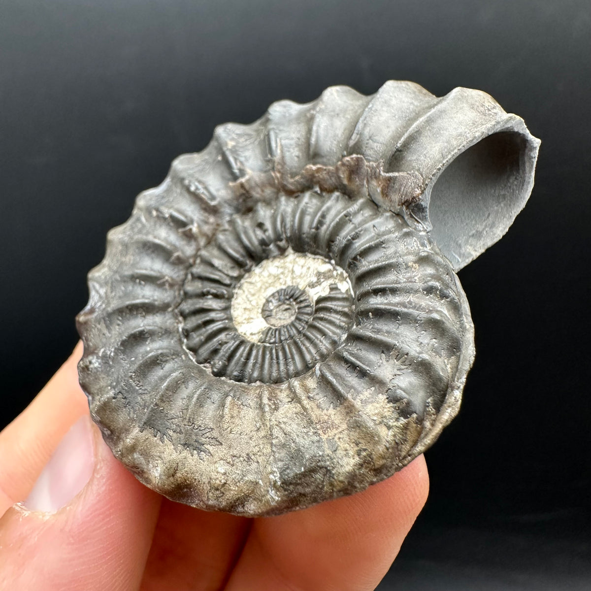 Pleuroceras hawskerense Ammonite fossil with box and stand - Whitby, North Yorkshire Jurassic Coast, Yorkshire fossils