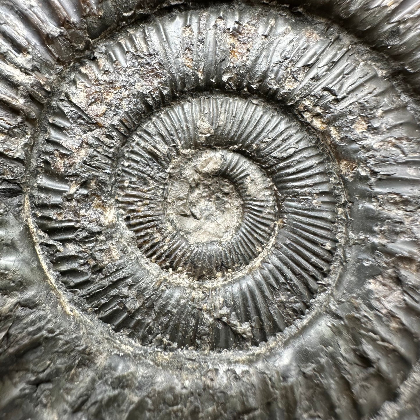 Dactylioceras Ammonite Fossil With Box And Stand - Whitby, North Yorkshire Jurassic Coast Yorkshire Fossils