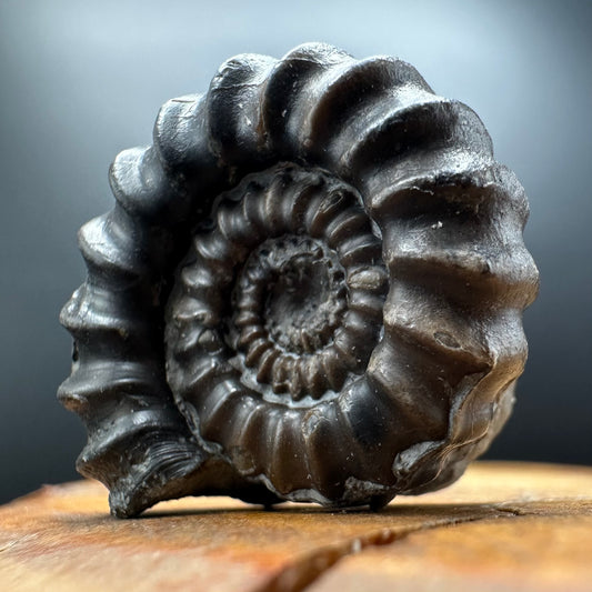 Gagaticeras Ammonite fossil with box and stand - Whitby, North Yorkshire Jurassic Coast Yorkshire Fossils