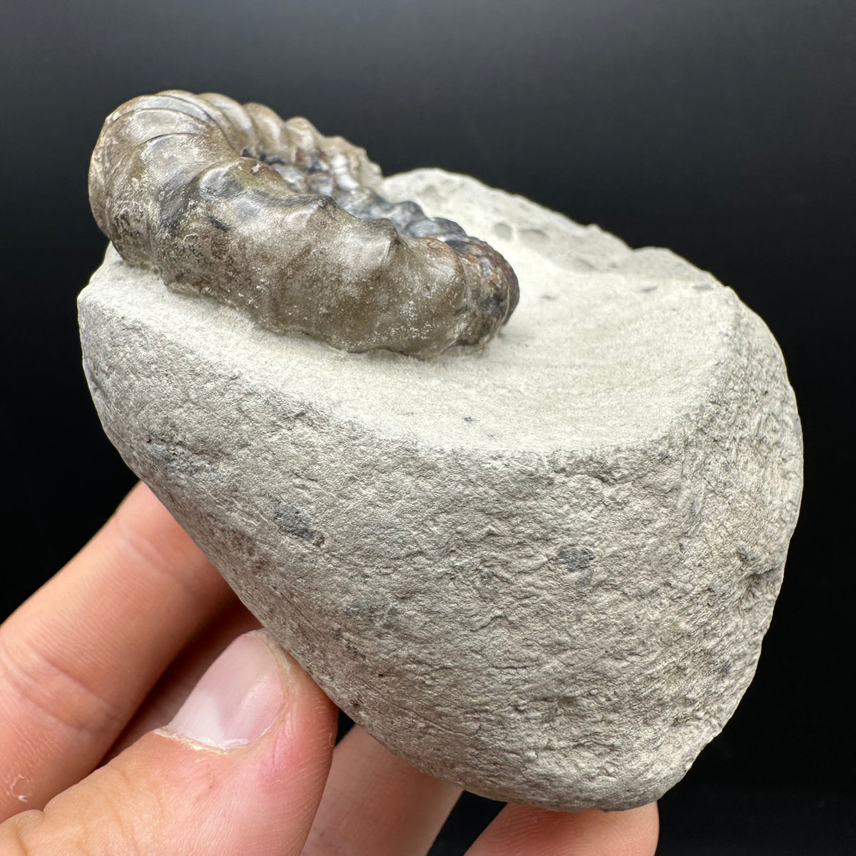 Androgynoceras maculatum ammonite fossil with box and stand - Whitby, North Yorkshire Jurassic Coast Yorkshire Fossils