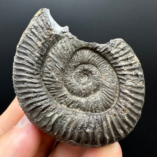 Dactylioceras Ammonite Fossil With box and Stand - Whitby, North Yorkshire Jurassic Coast Yorkshire Fossils