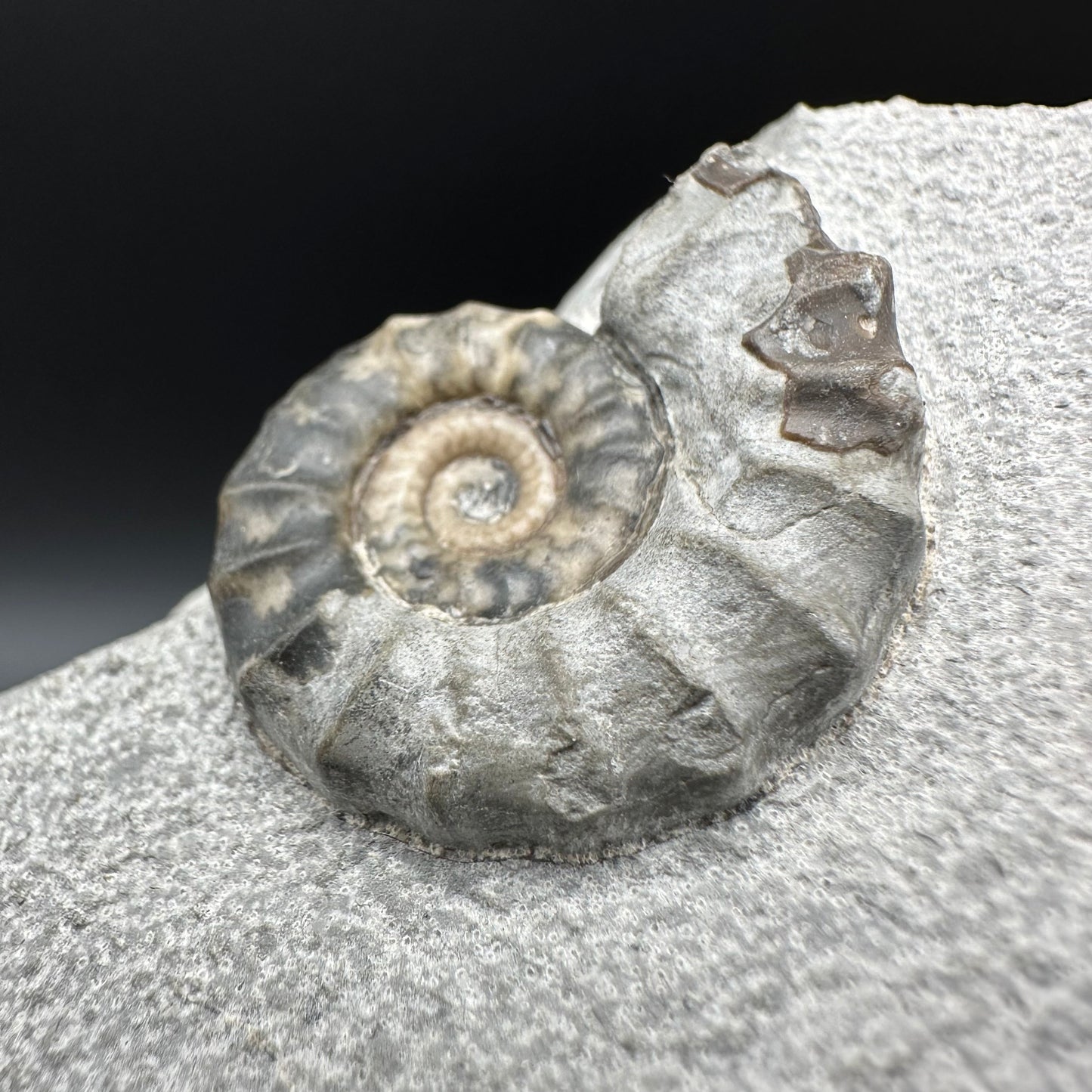 Eugassiceras Ammonite shell fossil with box and stand - Whitby, North Yorkshire Jurassic Coast Yorkshire Fossils