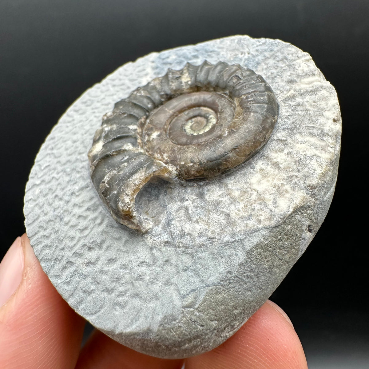 Arnioceras ammonite shell fossil with box and stand - Whitby, North Yorkshire Jurassic Coast Yorkshire Fossils