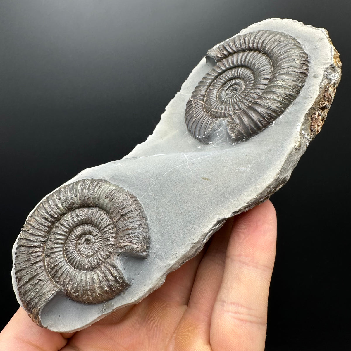 Dactylioceras Ammonite Fossil With Stand - Whitby, North Yorkshire Jurassic Coast Yorkshire Fossils