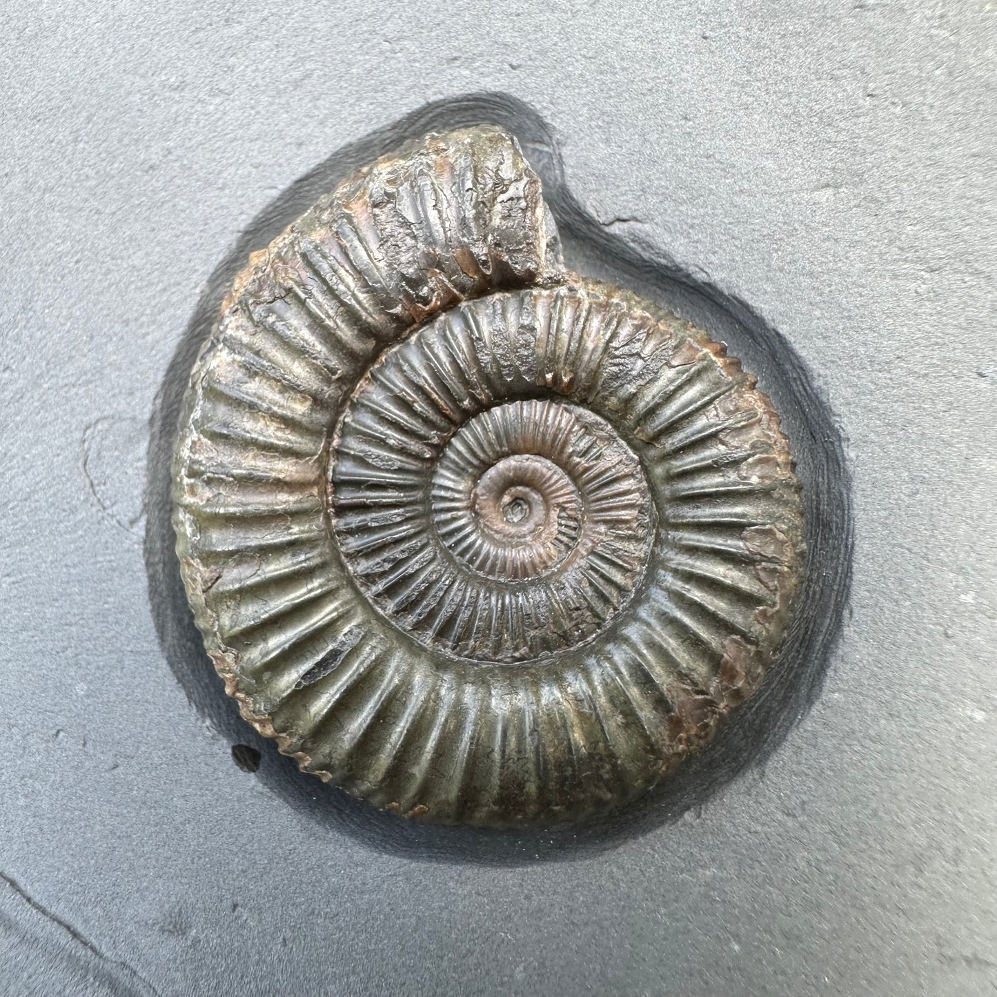 Golden Egg (IMPLANT) Ammonite fossil with stand - Whitby, North Yorkshire Jurassic Coast