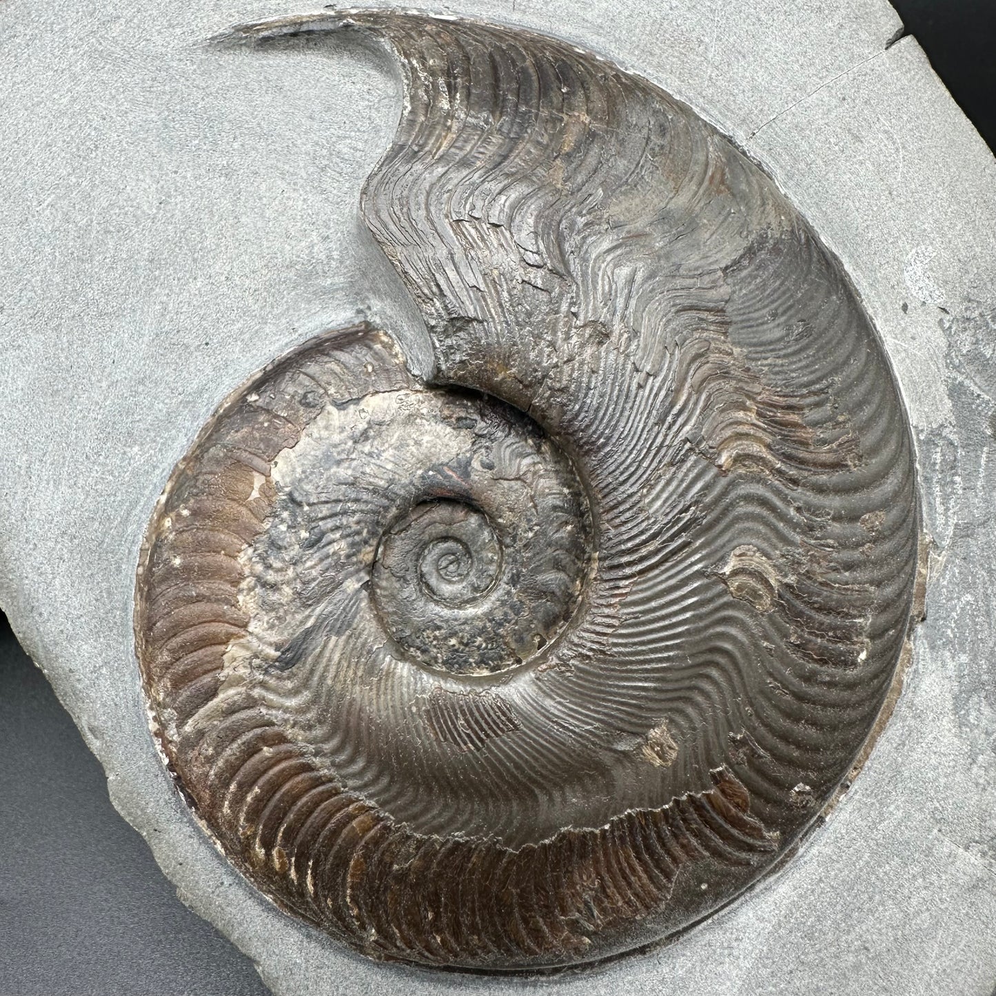 Harpoceras Sp. Ammonite fossil - Whitby, North Yorkshire Jurassic Coast Yorkshire Fossils